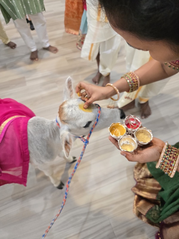 Gau Pooja - cow worship ceremony